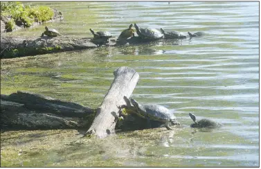  ?? (NWA Democrat-Gazette/Flip Putthoff) ?? Turtles gather on logs May 2 at Lake Atalanta park in Rogers.