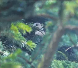  ?? Picture: Martin Apps FM4172785 ?? Collared doves have nested in the Christmas tree by the war memorial, meaning it can’t be taken down