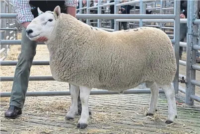  ??  ?? The £3,800 North Country Cheviot tup from Hethpool at the Dingwall North Country Cheviot ram sales