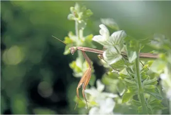  ?? PHOTOS BY THERESA FORTE/SPECIAL TO POSTMEDIA NEWS ?? A praying mantis peeks out from a screen of white salvia — their ability to turn their heads and face the camera really makes them seem more knowing.