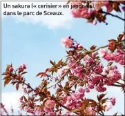  ??  ?? Un sakura (« cerisier» en japonais), dans le parc de Sceaux.