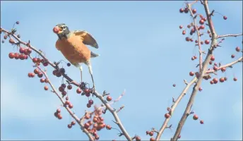  ?? Hearst CT Media file photo ?? A robin takes flight after plucking a berry from a tree at Fodor Farm in Norwalk.