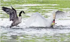  ??  ?? Asbaby, also pictured right, attacks a baby gosling on the Cam