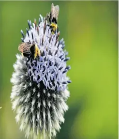  ?? Ward Perrin/ Postmedia News ?? You can attract bees, which are non-aggressive pollinator­s, to your garden with plants like bee balm.