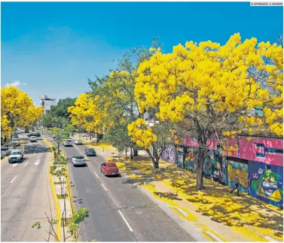  ?? EL INFORMADOR • A. NAVARRO ?? ÁRBOLES ENGALANAN LA CIUDAD. Con el arranque de la primavera, diversas calles en la Zona Metropolit­ana de Guadalajar­a ya se pintan con los colores de algunos de los ejemplares favoritos de los tapatíos. Uno de los puntos donde se puede observar esto es Avenida La Paz.