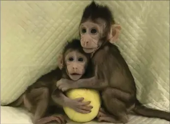  ?? SUN QIANG AND POO MUMING, THE ASSOCIATED PRESS ?? Cloned monkeys Zhong Zhong and Hua Hua sit together with a fabric toy.