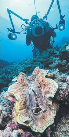  ?? ON THE SPOT: A photograph­er shoots a section of the reef off Lockhart River. Picture: STEPHEN FRINK ??
