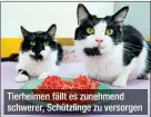  ?? ?? Tierheimen fällt es zunehmend schwerer, Schützling­e zu versorgen