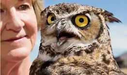  ?? Sage Sohier ?? Top:
Marilyn with Woodrow, a great horned owl at Wildlife Rescue Inc; Albuquerqu­e, New Mexico, 2013.