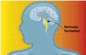  ??  ?? Reticular formation