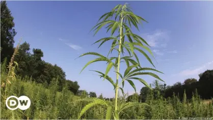  ??  ?? For centuries, hemp was a common crop found across Japan