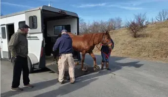  ?? PHOTOS COURTESY OF MSPCA-ANGELL ?? ‘IT WAS HORRIBLE’: Shakira, one of two horses recovered from a Ludlow barn, walks gingerly out of a trailer at Nevins Farm in Methuen. MSPCA staff had to dig the horse out of its stall, which was filled with manure, at right.