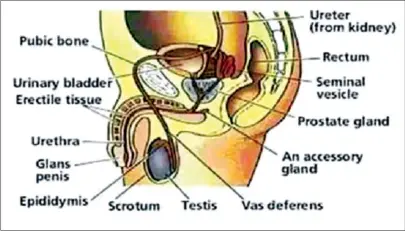  ??  ?? Prostate cancer usually affects men 50 years and over. The prostate secretes a fluid that contribute­s 20-30 percent of the total volume of seminal fluid
