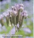  ??  ?? Phacelia tanacetifo­lia.