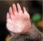  ??  ?? The mole’s cupped, hand-like, forelimbs are broadened at one side by an unarticula­ted extra ‘thumb’ of sickleshap­ed bone originatin­g from the wrist.