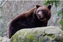  ?? FOTO: JONATHAN R LUNDKVIST / SKANSEN ?? BJÖRNDÖD. Skansen har tvingats avliva sin björnhona Lill-babs. För åtta år sedan togs beslut om att avliva hennes två ungar.