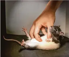  ?? Foto: dpa ?? Auch Ratten sind kitzelig, haben Forscher herausgefu­nden.