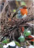  ?? Photo: Collins ?? A robin perches on a branch in snowy Lucan.