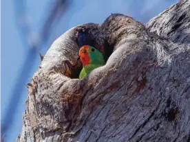  ?? ?? A swift parrot chick waits in its nest. Estimates put the number of swift parrots in the wild at about 750 individual birds. Photograph: Bob Brown Foundation