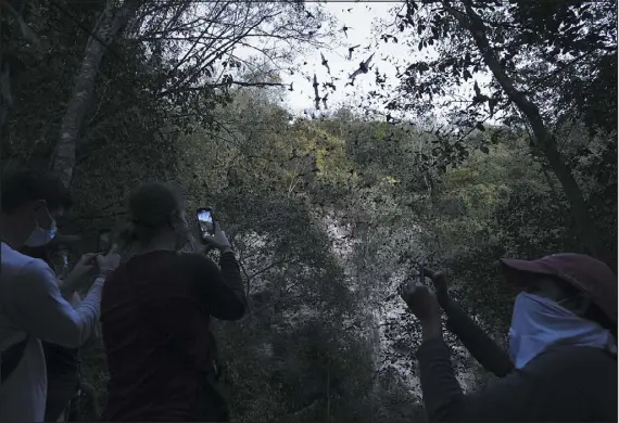  ?? PHOTOS BY MARCO UGARTE — THE ASSOCIATED PRESS ?? Bats come out of the Volcan de los Murcielago­s, a cave that is home to 3million bats in the Balam-ku reserve. One version of the Maya Train plan had the tracks passing less than a half mile from the bat cave.