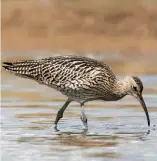  ??  ?? A curlew probes for food in the mud with its long, curved beak.