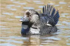  ??  ?? Biologist Carel ten Cate says he found it hard to believe when he unexpected­ly discovered a claim that musk ducks could parrot back human speech.