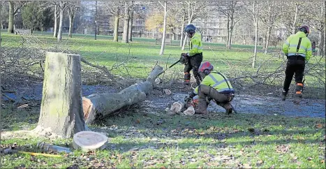  ?? Pictures: Barry Goodwin ?? The borough council says the trees will be replaced in the new year with 13 saplings