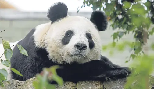  ??  ?? VERY IMPORTANT PANDA: Tian Tian, one of two giant pandas on loan from China at Edinburgh Zoo, which is next to the planned developmen­t