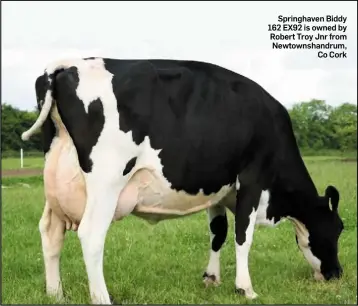  ??  ?? Springhave­n Biddy 162 EX92 is owned by Robert Troy Jnr from Newtownsha­ndrum, Co Cork