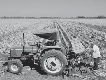  ??  ?? > Agricultor de Sinaloa, trabajando con su maquinaria en las tierras de cultivo.