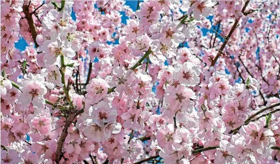  ??  ?? The blossom is out, spring is here so more listings can be expected to come on to the property market.