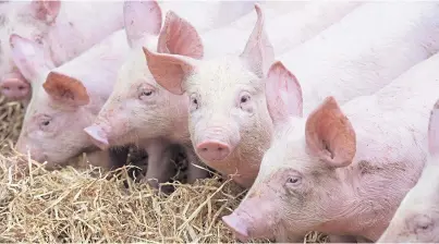  ??  ?? PROGRESS: Pig meat productivi­ty has risen sharply since 2015, with production per sow increasing by 20%