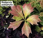  ?? ?? Rodgersia podophylla