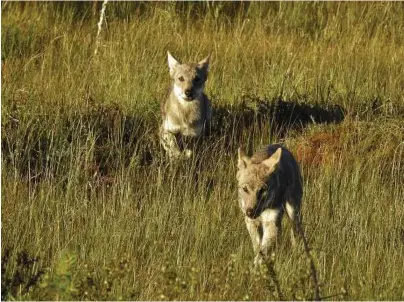  ?? FOTO: ROBERT HULDT ?? ULV I NORGE: Ulvevalper i Letjennafl­okken i Elverum kommune.