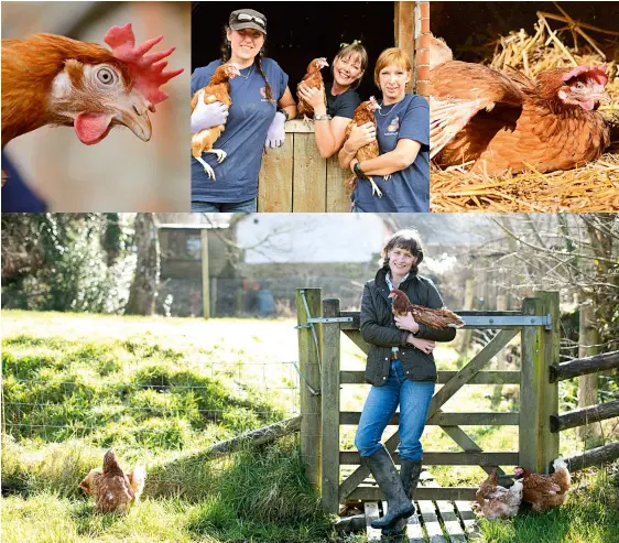  ??  ?? Jane and some of the Hen Welfare Trust's staff – plus a few of their feathered friends – enjoying their new, carefree lives