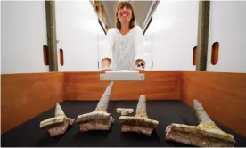  ?? Photograph: Jonathan Brady/PA ?? Dr Susannah Maidment at the Natural History Museum in London with remains of the oldest ankylosaur ever discovered and the first from Africa.