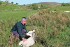  ?? — AFP ?? A man inspects a week-old calf on his Northern Ireland border farm.