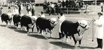  ??  ?? BO: Mnre. Billy Kingwill (voor) en Jim Mapham (agter) op ’n skou. Billy was ’n perfeksion­is in die ring en het geweet hoe om ’n bees op sy beste te laat vertoon.