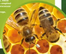  ??  ?? A single hive can produce up to 27 kilograms of honey per season