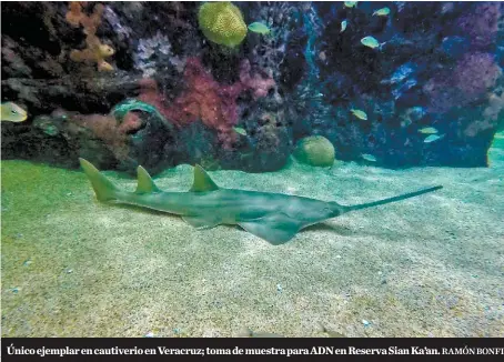  ??  ?? Único ejemplar en cautiverio en Veracruz; toma de muestra para ADN en Reserva Sian Ka’an.