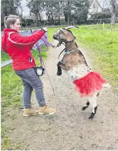  ?? ?? Avec sa chèvre, Camille enchaîne les tours ; un travail de dressage de longue haleine.