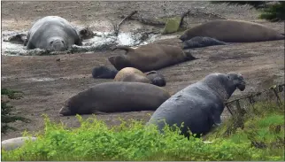  ?? SHERRY LAVARS — MARIN INDEPENDEN­T JOURNAL ?? A colony of adult male, female and pup Elephant seals rest on a spot of land near Drakes Beach in the Point Reyes National Seashore in Inverness on Saturday.