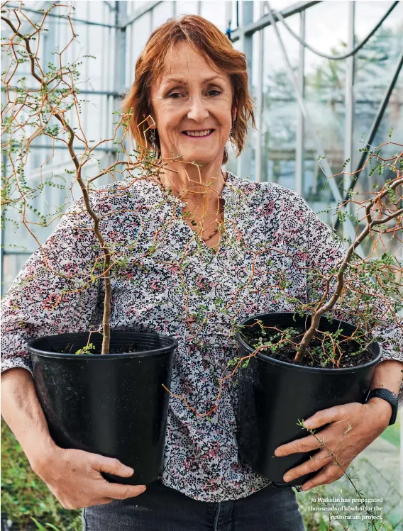  ??  ?? Jo Wakelin has propagated thousands of kowhai¯ for the restoratio­n project.