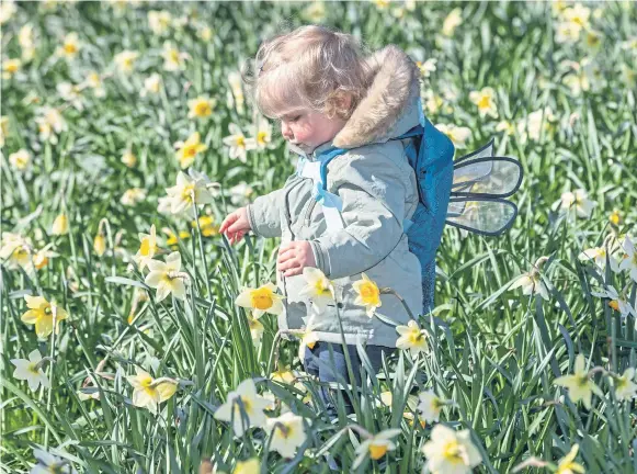  ?? ?? Dancing daffodills and lambs – believe it or not – Joe Stone, five, is pictured with his six-monthold, Lincoln long wool sheep called Barney – are both signs of spring