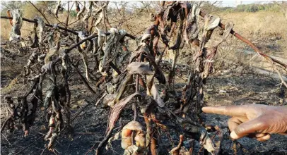  ??  ?? Murume uyu (asiri kunyatsoon­eka pamufanani­dzo) ainongedze­ra nyama yembwa yainge yakasasikw­a kuti iome muchisango chiri kuSizinda, kuBulawayo, nemusi weChishanu wadarika.