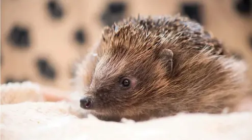  ??  ?? Above: Sick or injured hedgehogs should be kept warm. Below: Inside the Forth Hedgehog Hospital in Rosyth.