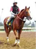  ?? AFP ?? California Chrome trains for the 2016 Breeders’ Cup at Santa Anita Park on Tuesday.