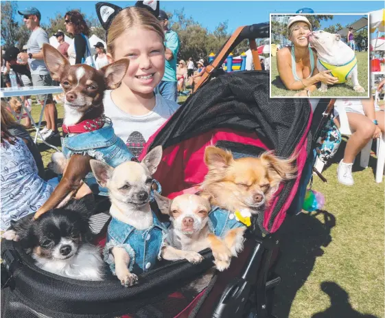  ??  ?? Olivia Edwards, 10, of Robina with her Best Dressed chihuahuas at the Million Paws Walk yesterday and (inset) Julie Schultz with Ruby. Pictures: MIKE BATTERHAM