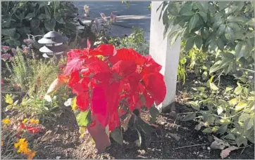  ?? Chris Erskine Los Angeles Times ?? AFTER THE HOLIDAYS, we tried to extend the life of the potted poinsettia­s by planting them in the yard.