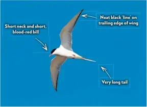  ??  ?? Short neck and short, blood-red bill
Neat black ‘line’ on trailing edge of wing
Very long tail